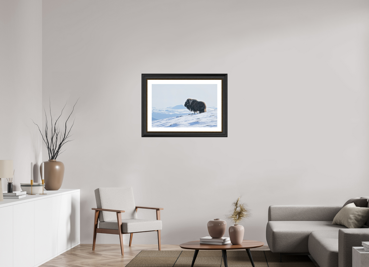 75 x 50 cm, Solid Wood Black-gold Frame London White Passe-partout The Musk Ox Kingdom - Solid Frame White Passe-Partout