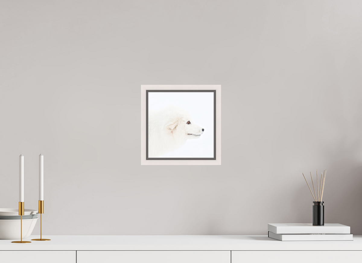 20 x 20 cm, Floater Frame Maple White Matte Acrylic Glass Arctic Fox Head - Floater Frame