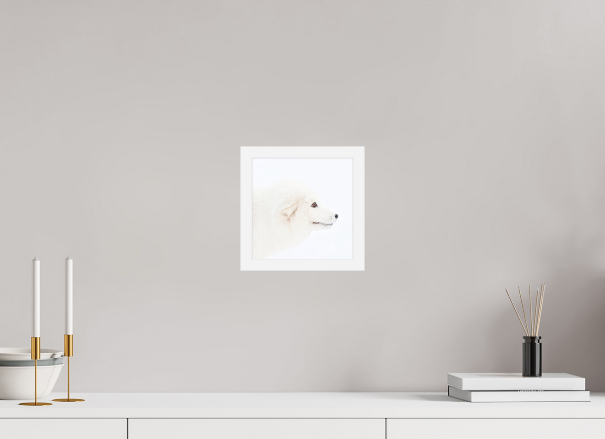 20 x 20 cm, Gallery Frame Hamburg 20mm White Matte Acrylic Arctic Fox Head - In Gallery Frame Hamburg 20 mm