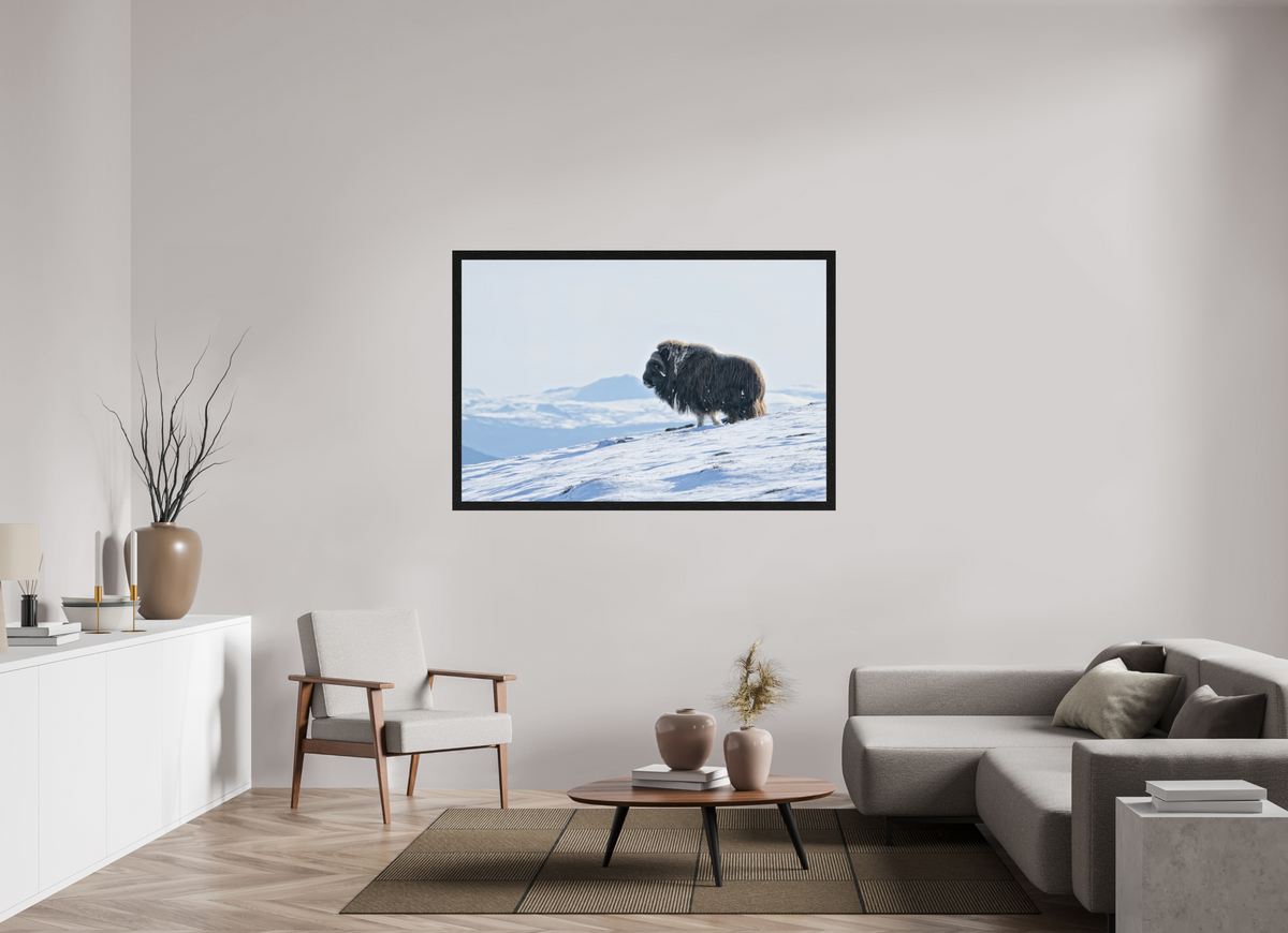 150 x 100 cm, Gallery Frame Hamburg 40mm Black Oak Matte Acrylic The Musk Ox Kingdom - In Solid 40 mm Wood Frame Hamburg Glossy Acrylic