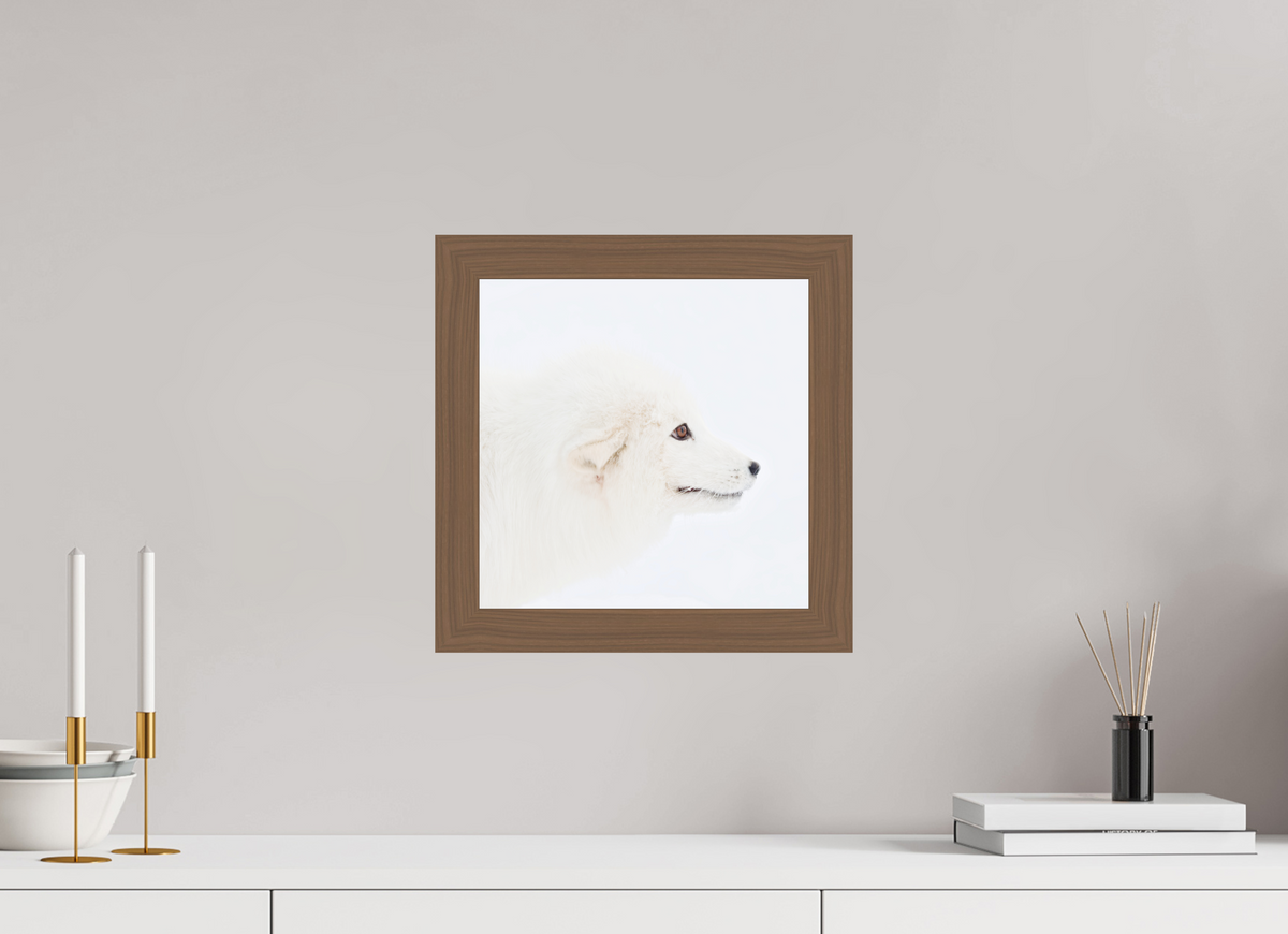 30 x 30 cm, Gallery Frame Hamburg 40mm Walnut Glossy Acrylic Glass Arctic Fox Head - In Solid Wood Frame Hamburg 40 mm