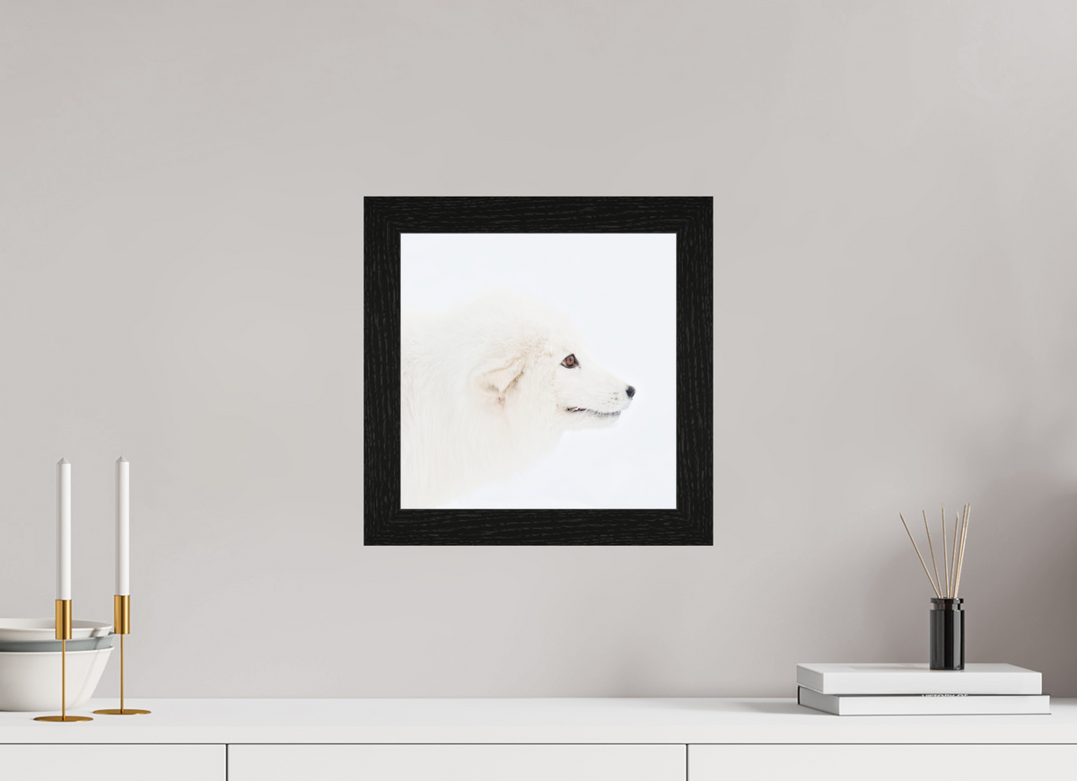 30 x 30 cm, Gallery Frame Hamburg 40mm Black Oak Glossy Acrylic Glass Arctic Fox Head - In Solid Wood Frame Hamburg 40 mm