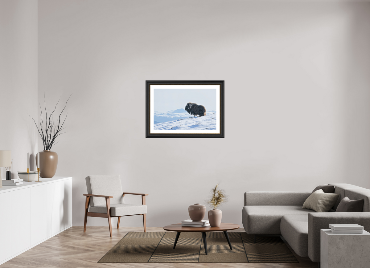 90 x 60 cm, Solid Wood Black-gold Frame London White Passe-partout The Musk Ox Kingdom - Solid Frame White Passe-Partout