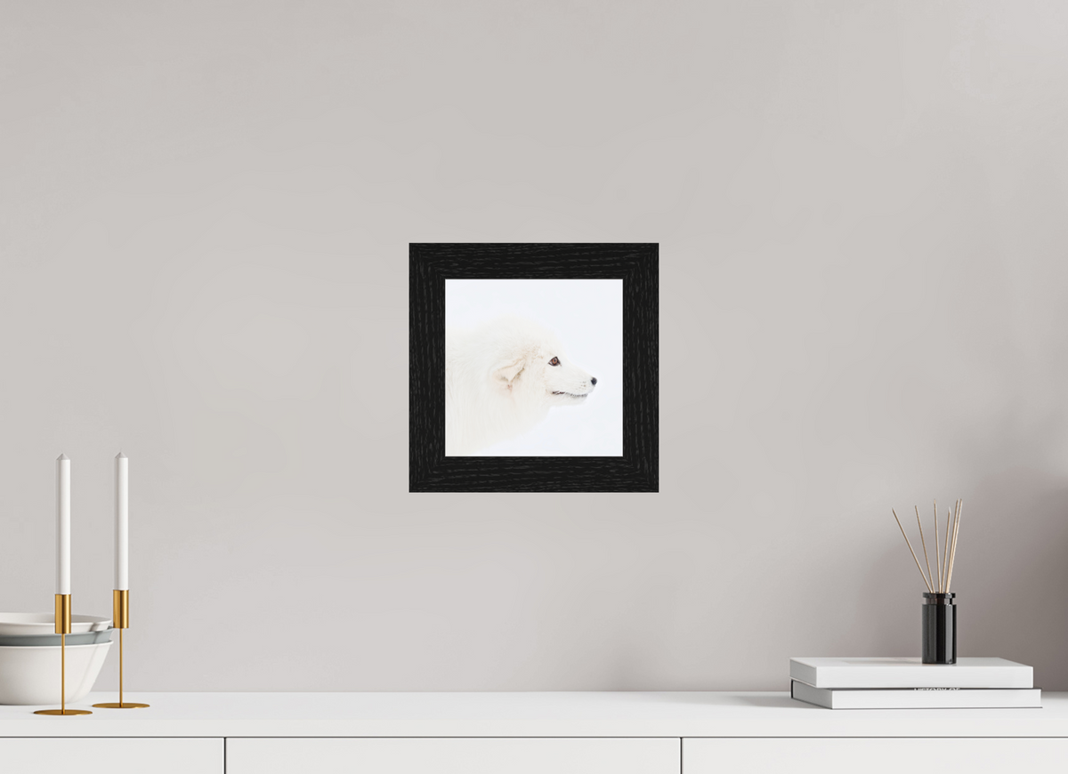 20 x 20 cm, Gallery Frame Hamburg 40mm Black Oak Glossy Acrylic Glass Arctic Fox Head - In Solid Wood Frame Hamburg 40 mm