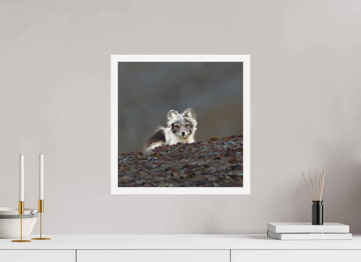 40 x 40 cm, Gallery Frame Hamburg 20mm White Glossy Acrylic Arctic Fox Scout- In Solid 20 mm Wood Frame Hamburg Matte