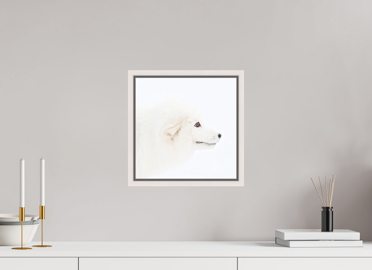 30 x 30 cm, Floater Frame Maple White Matte Acrylic Glass Arctic Fox Head - Floater Frame