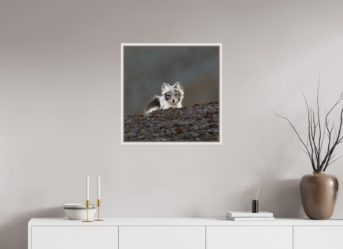 60 x 60 cm, Floater Frame Maple White Glossy Acrylic Glass Arctic Fox Scout - Floater Frame Glossy