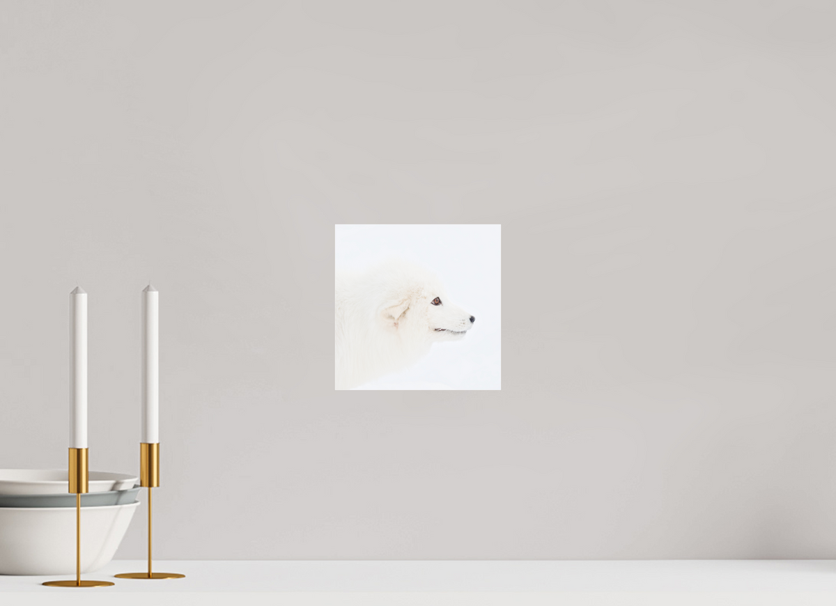 20 x 20 cm, Photo Print Under Acrylic Glass Arctic Fox Head - Photo Print Under Acrylic Glass