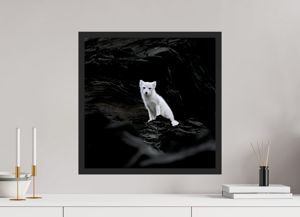 50 x 50 cm, Gallery Frame Hamburg 20mm Black Matte Glossy Acrylic Arctic Fox Angel - In Solid 20 mm Wood Frame Hamburg Glossy