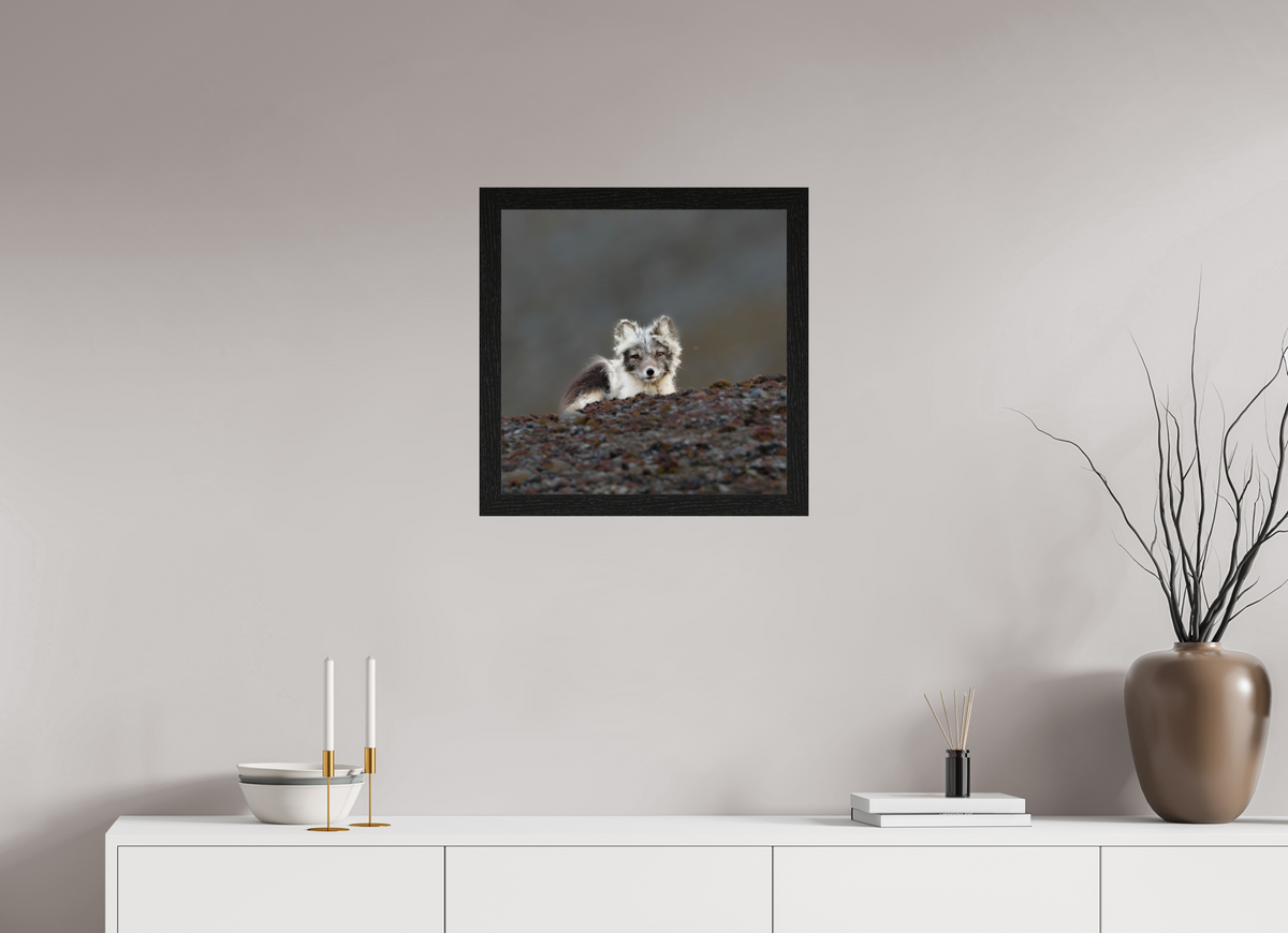 50 x 50 cm, Gallery Frame Hamburg 40mm Black Oak Glossy Acrylic Glass Arctic Fox Scout- In Solid 40 mm Wood Frame Hamburg Glossy