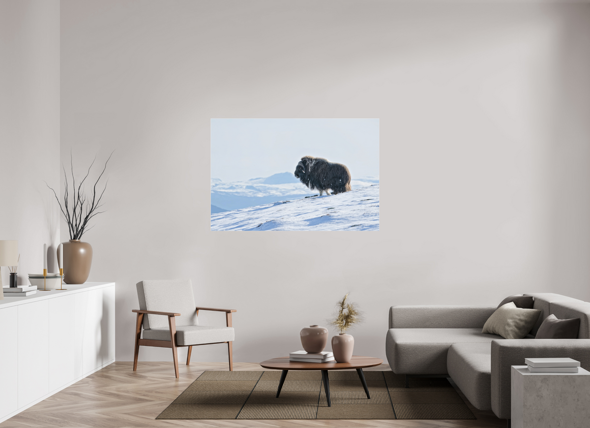 150 x 100 cm, Photo Print Under Matte Acrylic Glass 2mm The Musk Ox Kingdom - Photo Print Under Acrylic Glass