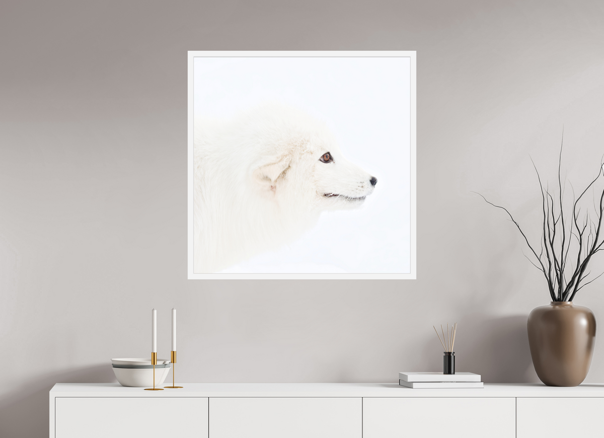 80 x 80 cm, Gallery Frame Hamburg 20mm White Matte Acrylic Arctic Fox Head - In Gallery Frame Hamburg 20 mm