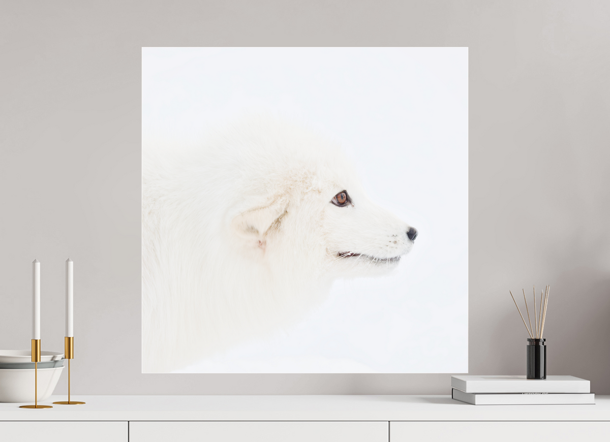 60 x 60 cm, Photo Print Under Acrylic Glass Arctic Fox Head - Photo Print Under Acrylic Glass