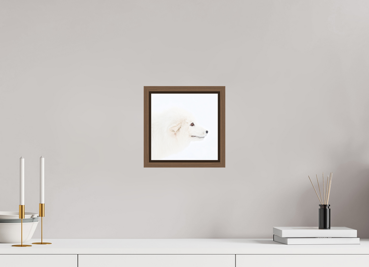 20 x 20 cm, Floater Frame Walnut Matte Acrylic Glass Arctic Fox Head - Floater Frame
