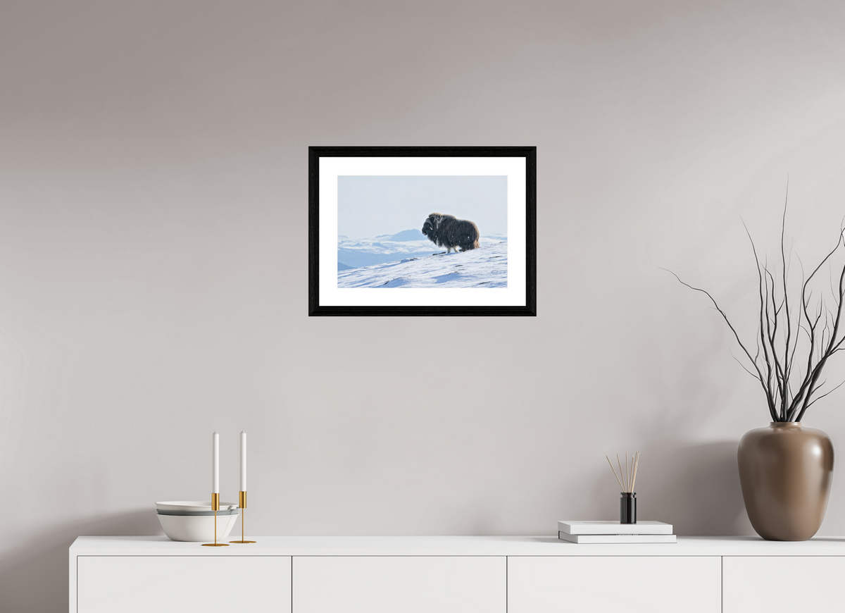 45 x 30 cm, Solid Wood Black Oak Frame Vienna White Passe-partout The Musk Ox Kingdom - Solid Frame White Passe-Partout