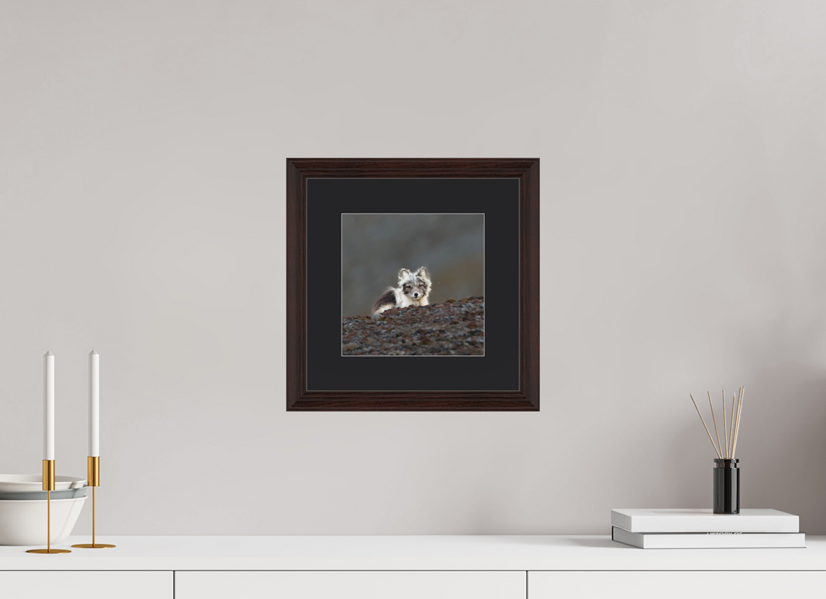 20 x 20 cm, Solid Wood Frame Vienna Passe-partout Alder Brown Arctiv Fox Scout -Solid Frame With Passe-Partout