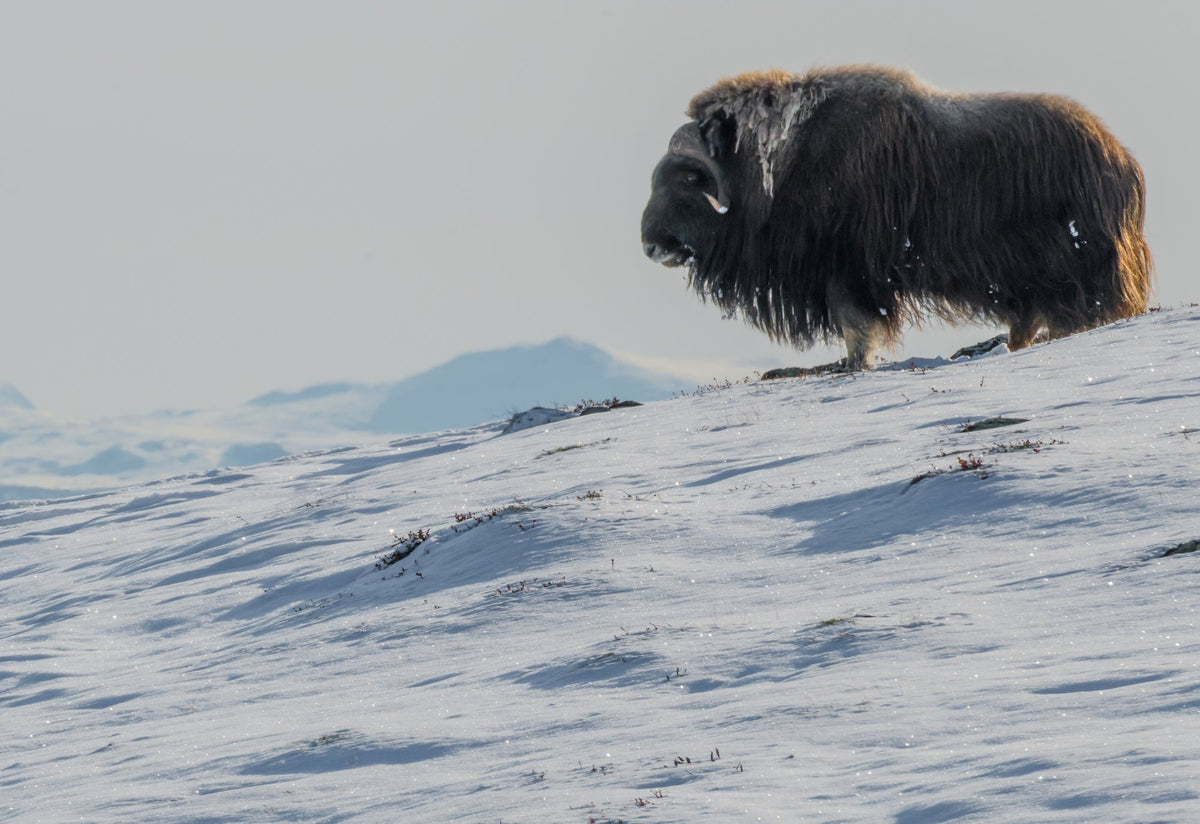 Musk Ox Kingdom