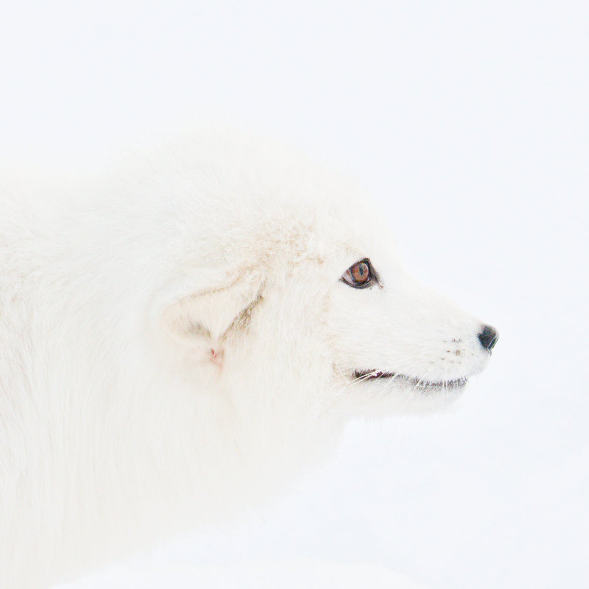 Arctic Fox Head