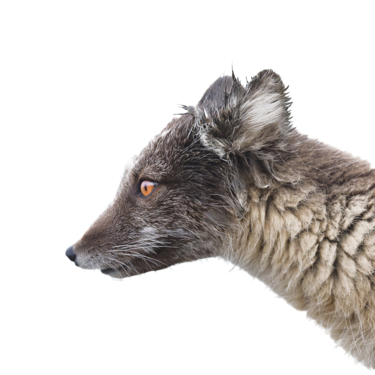 Arctic Fox Brown