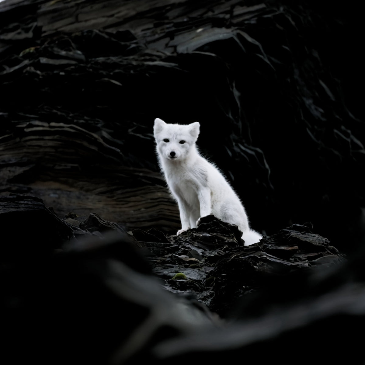 Arctic Fox Angel