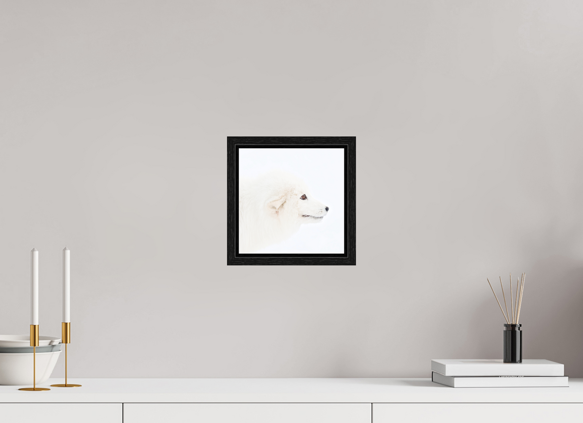20 x 20 cm, Floater Frame Black Oak Matte Acrylic Glass Arctic Fox Head - Floater Frame