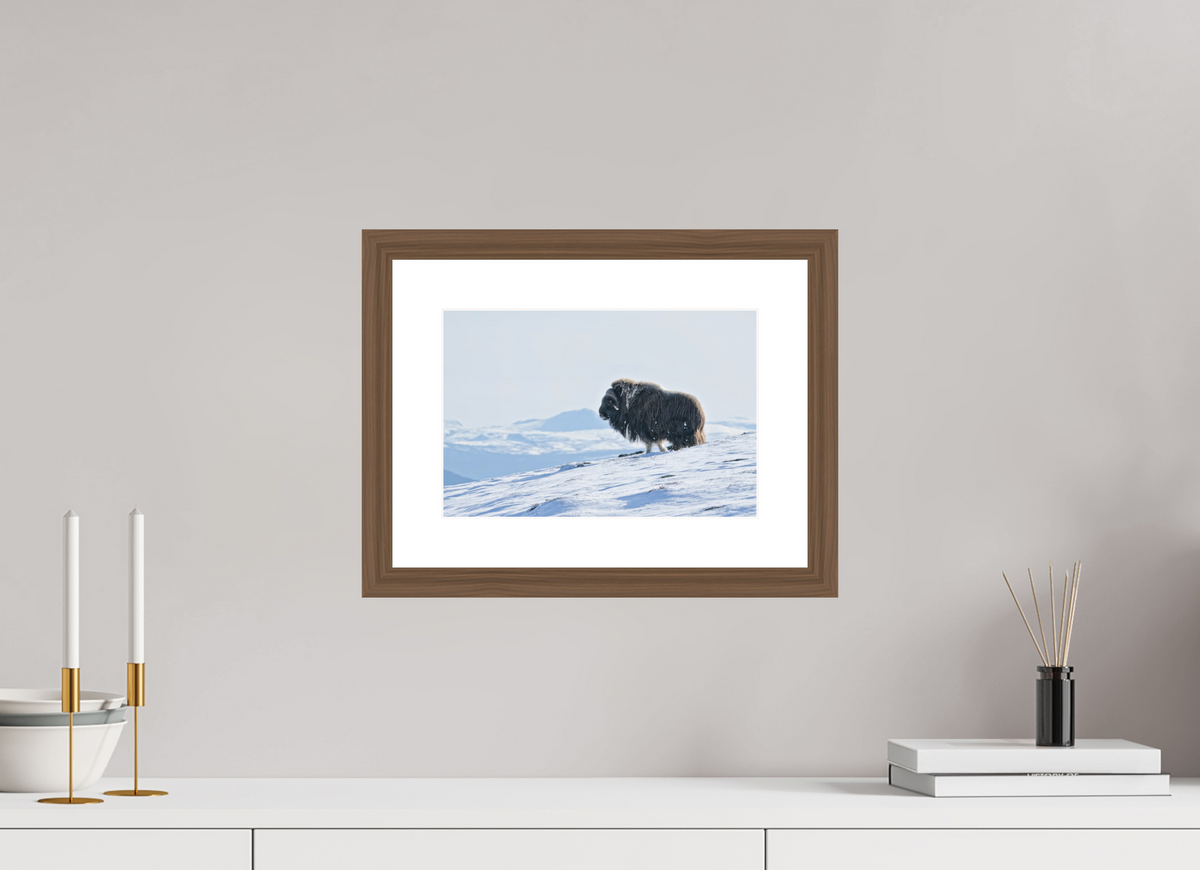 30 x 20 cm, Solid Wood Walnut Frame Vienna White Passe-partout The Musk Ox Kingdom -  Solid Frame White Passe-Partout