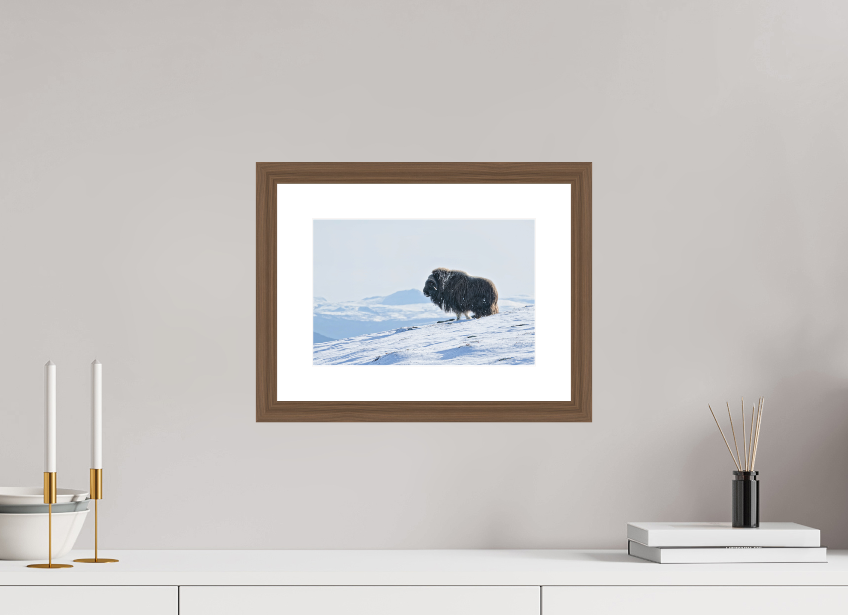 30 x 20 cm, Solid Wood Walnut Frame Vienna White Passe-partout The Musk Ox Kingdom -  Solid Frame White Passe-Partout