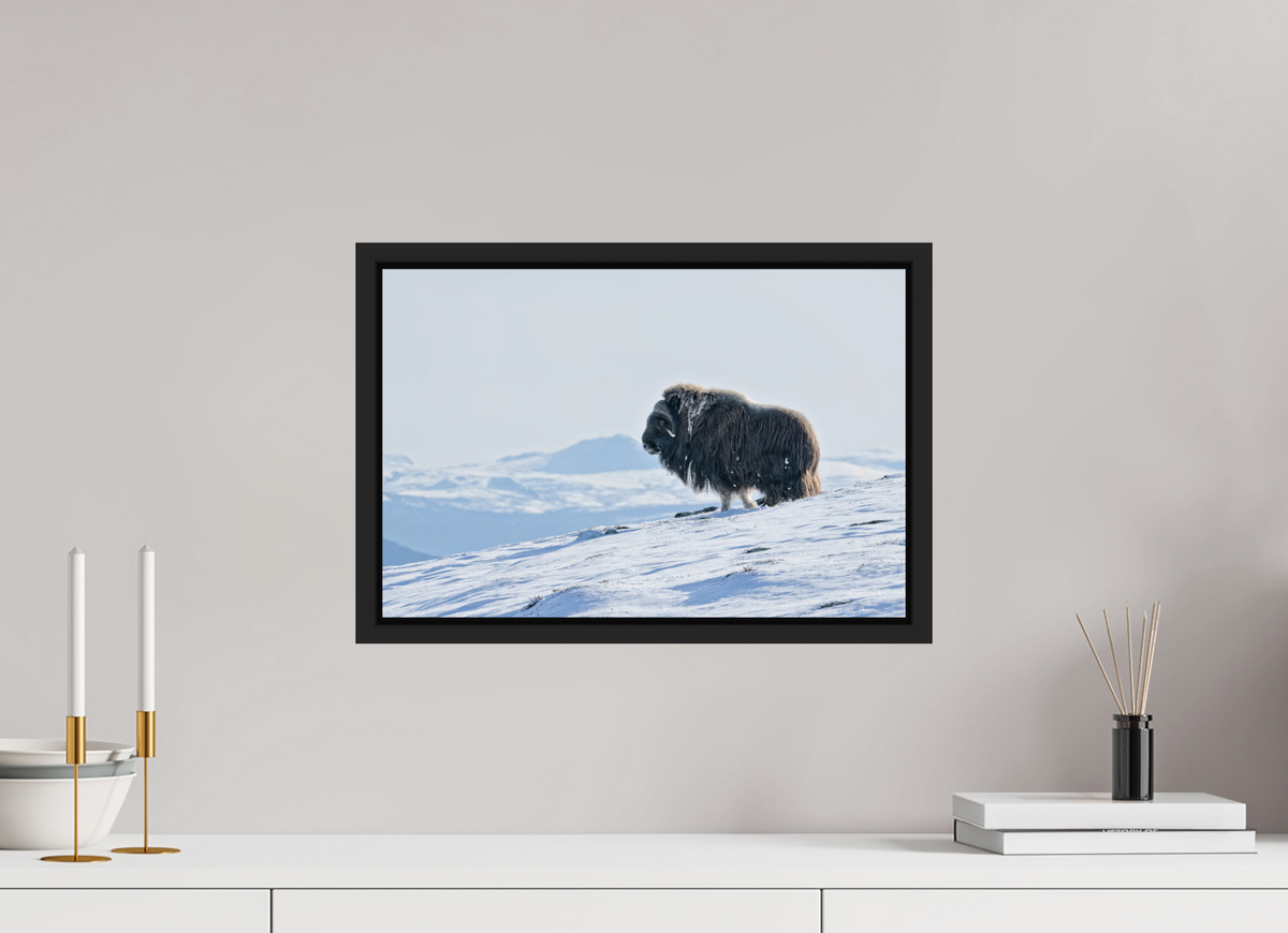45 x 30 cm, Floater Frame Matte Black Glossy Acrylic Glass The Musk Ox Kingdom - Floater Frame Glossy