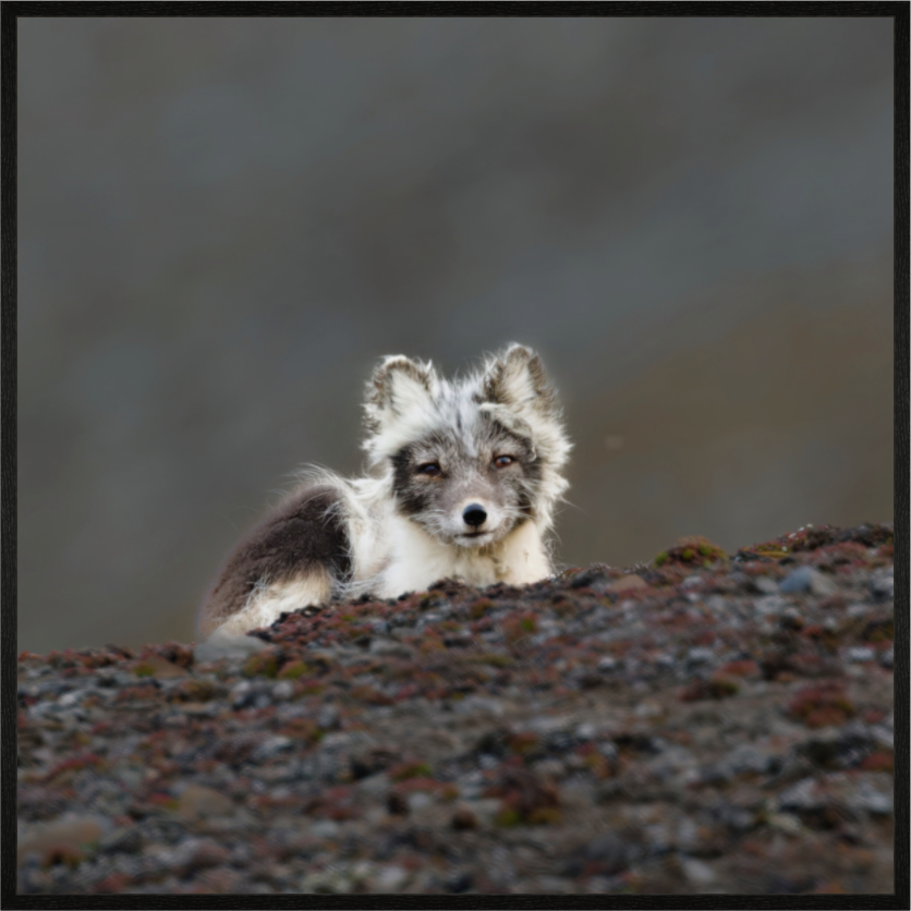 Main image Arctic Fox Scout- In Solid 20 mm Wood Frame Hamburg