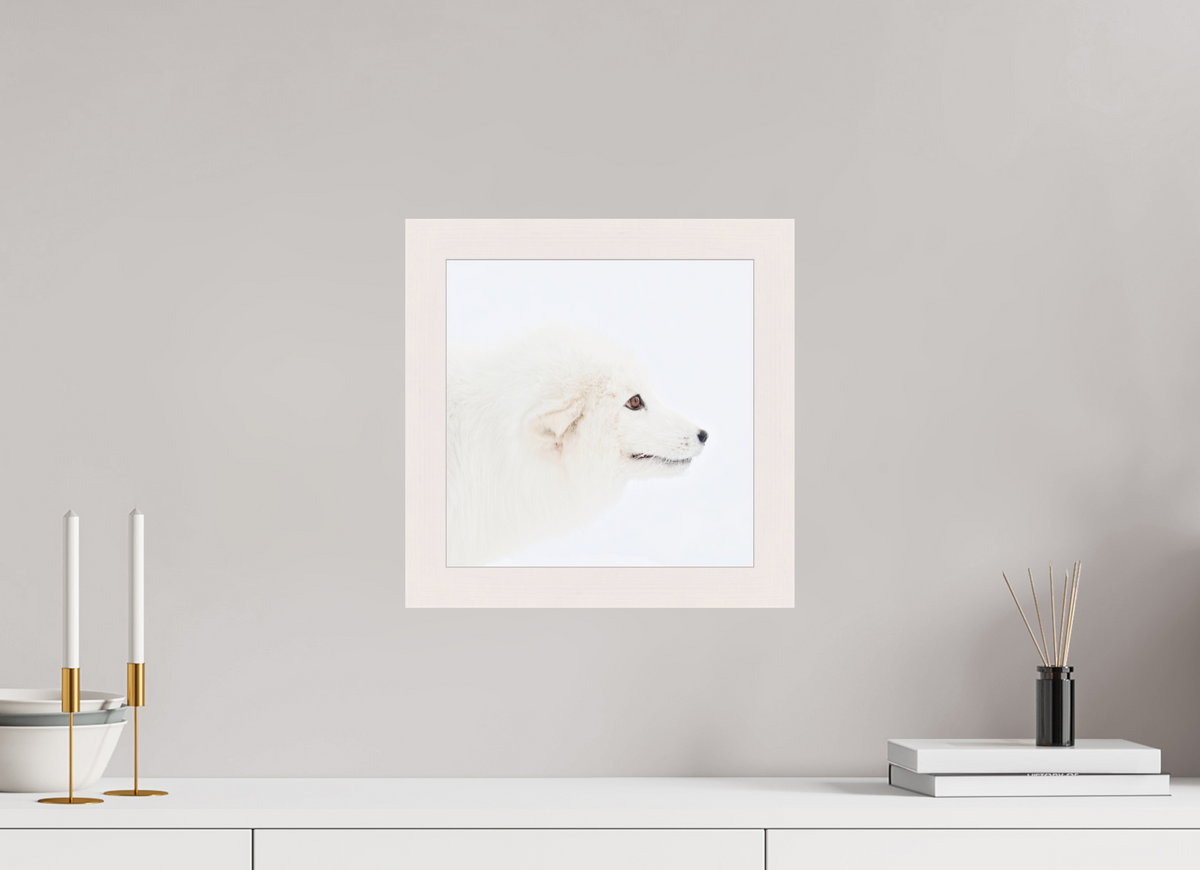 30 x 30 cm, Gallery Frame Hamburg 40mm White Glossy Acrylic Glass Arctic Fox Head - In Solid Wood Frame Hamburg 40 mm