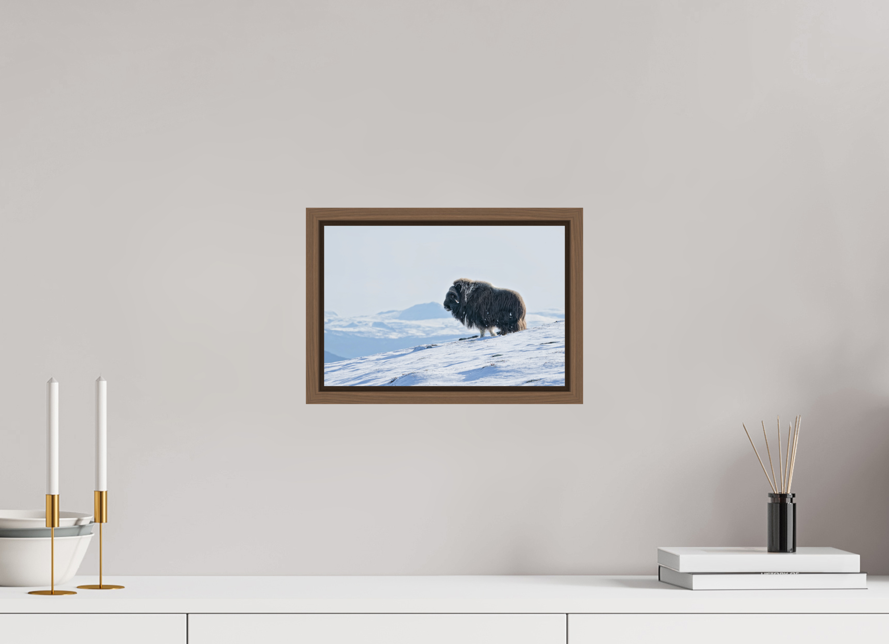 30 x 20 cm, Floater Frame Walnut Glossy Acrylic Glass The Musk Ox Kingdom - Floater Frame Glossy