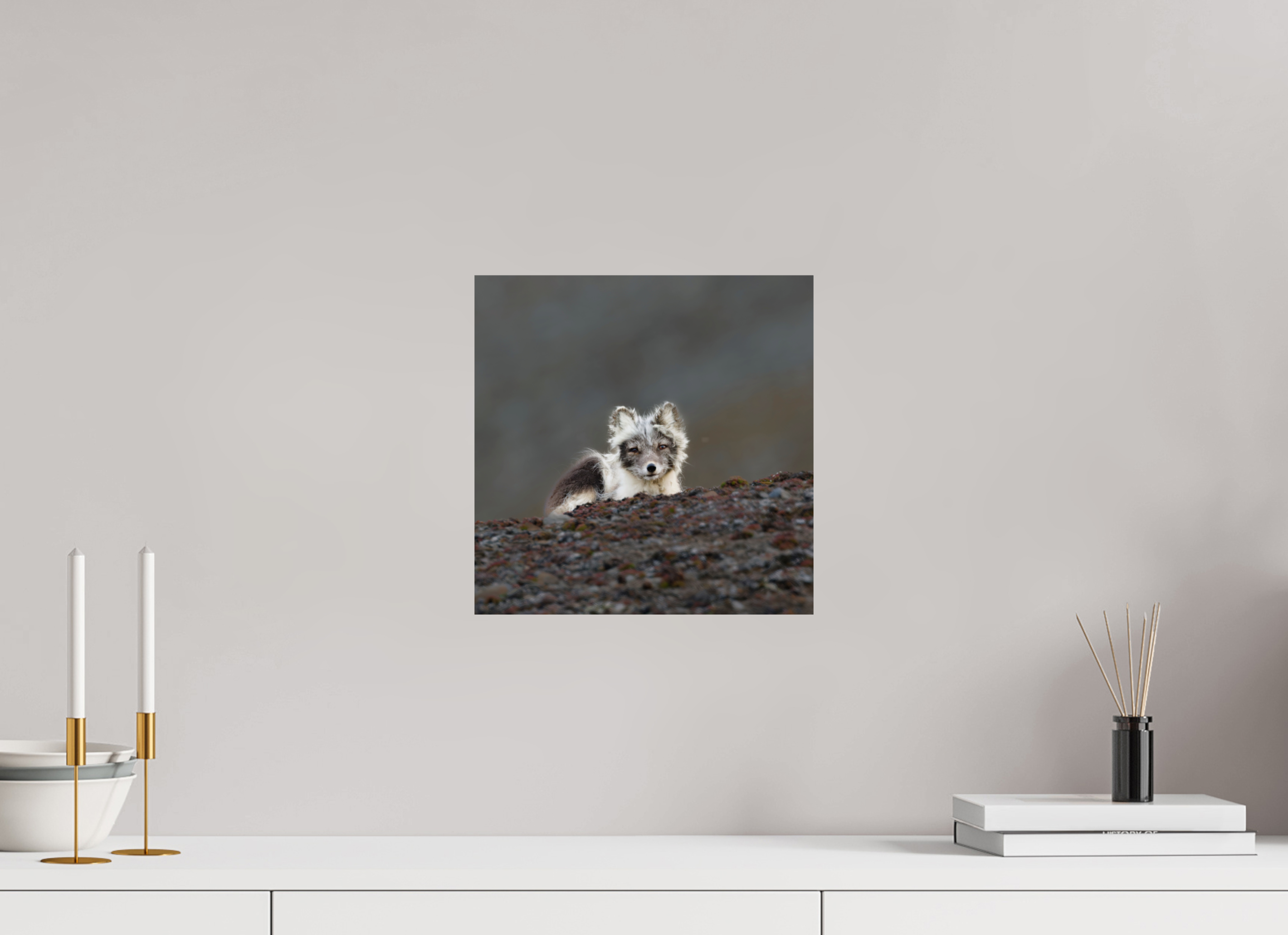 30 x 30 cm, Photo Print On Fuji Crystal DP II Arctic Fox Scout - Photo Print