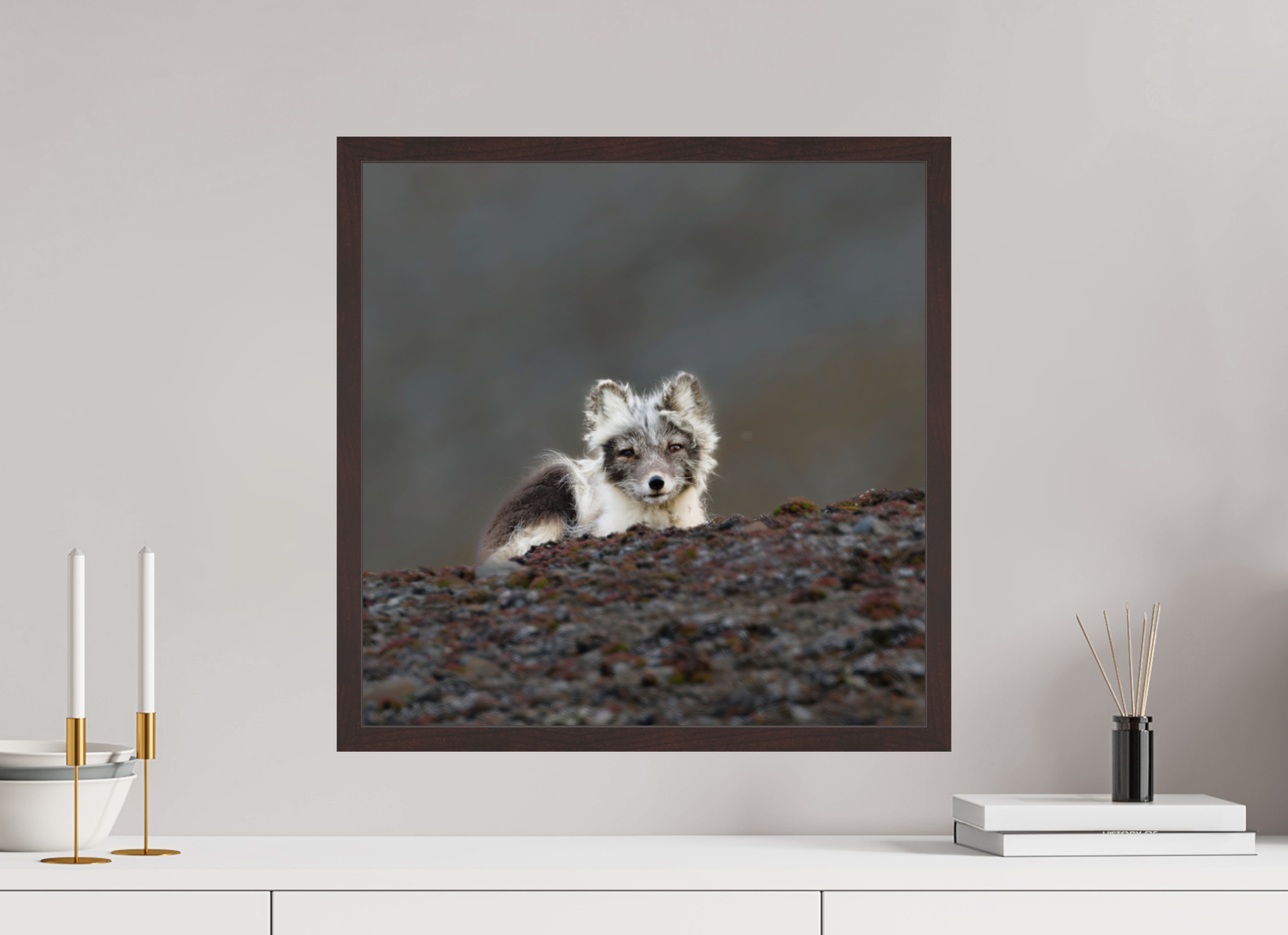 50 x 50 cm, Gallery Frame Hamburg 20mm Alder Brown Glossy Acrylic Arctic Fox Scout- In Solid 20 mm Wood Frame Hamburg