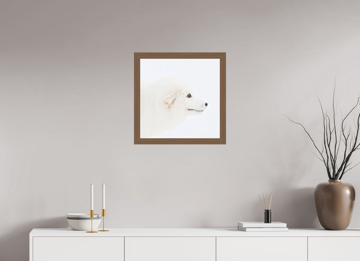 50 x 50 cm, Gallery Frame Hamburg 40mm Walnut Glossy Acrylic Glass Arctic Fox Head - In Solid Wood Frame Hamburg 40 mm