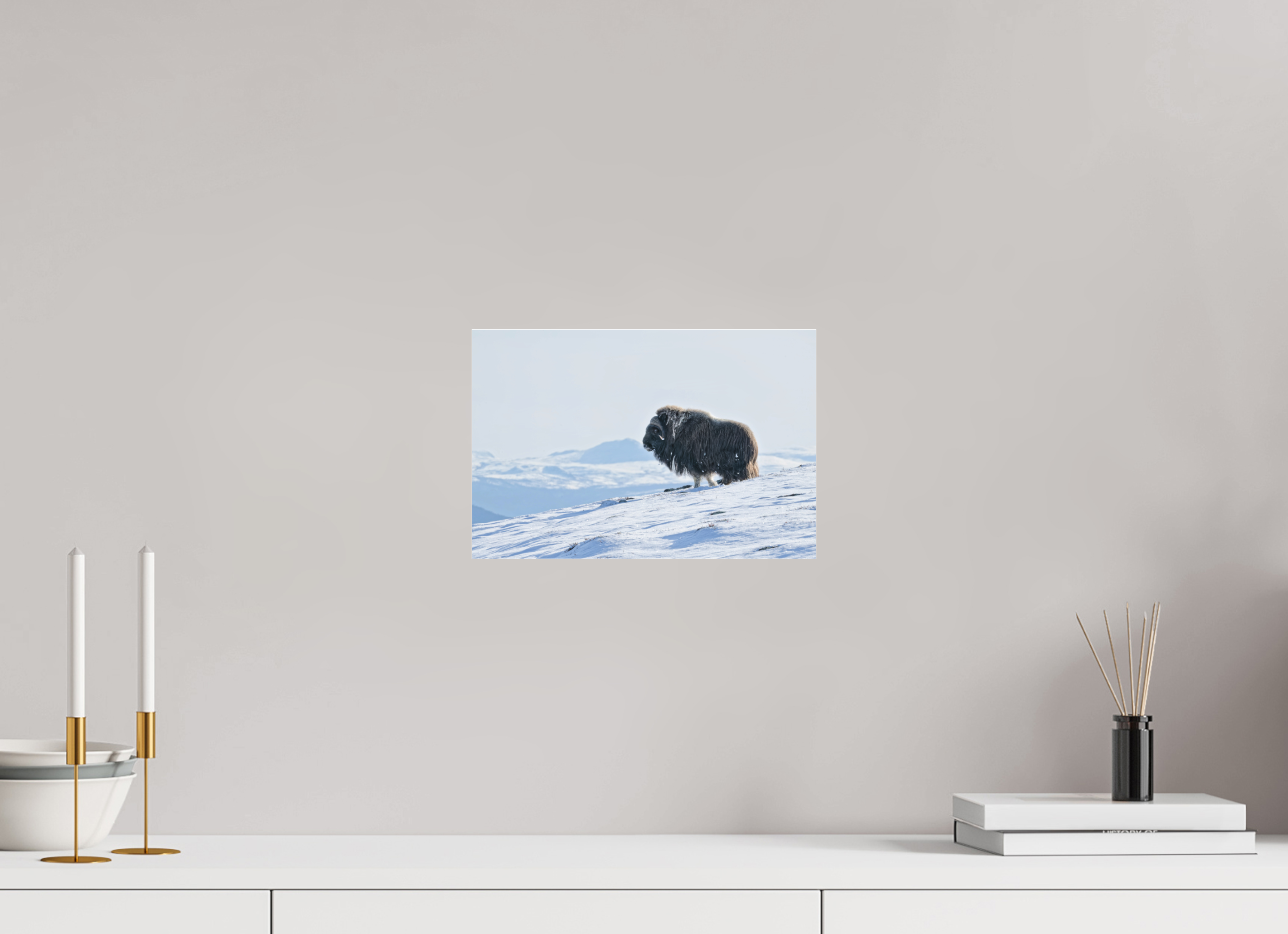 30 x 20 cm, Photo Print Under Matte Acrylic Glass 2mm The Musk Ox Kingdom - Photo Print Under Acrylic Glass