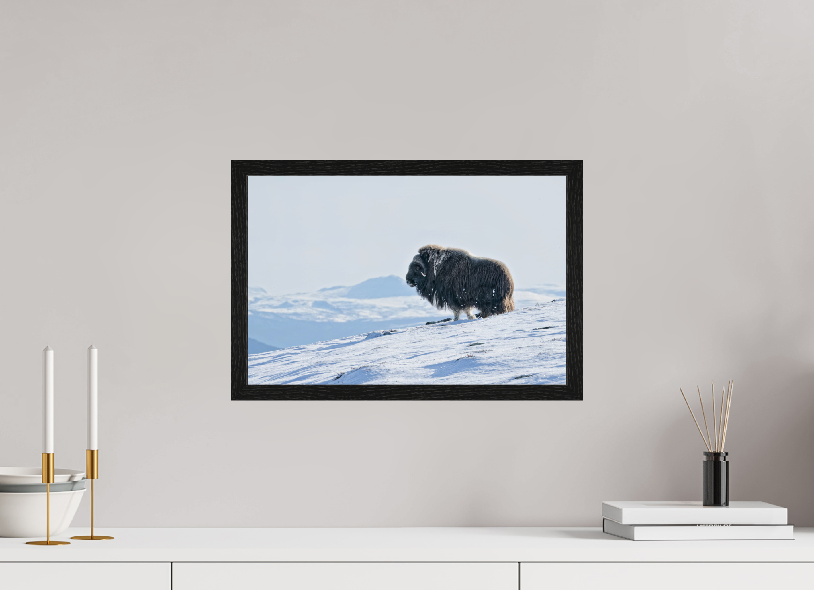 45 x 30 cm, Gallery Frame Hamburg Black Oak Glossy Acrylic The Musk Ox Kingdom - In Solid 20 mm Wood Frame Hamburg Glossy