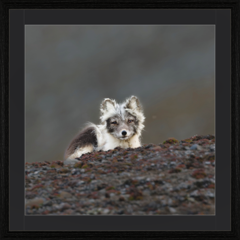 Main image Arctiv Fox Scout -Solid Frame With Passe-Partout