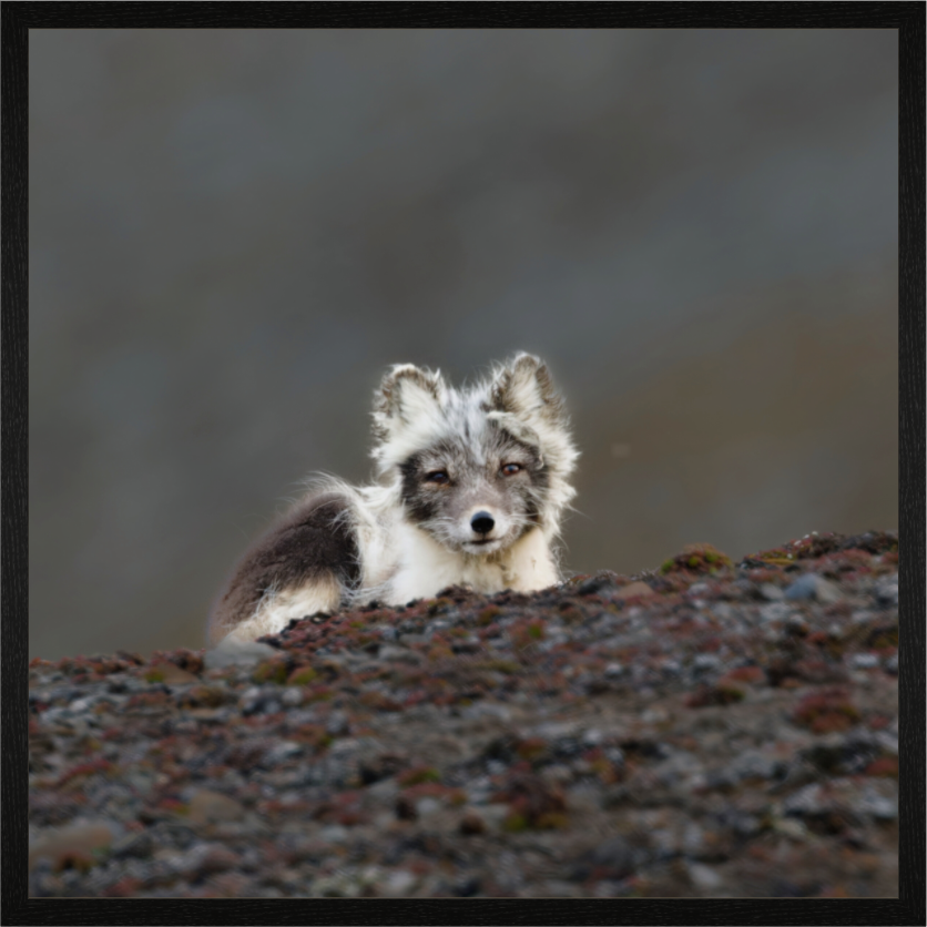 Main image Arctic Fox Scout- In Solid 40 mm Wood Frame Hamburg Glossy
