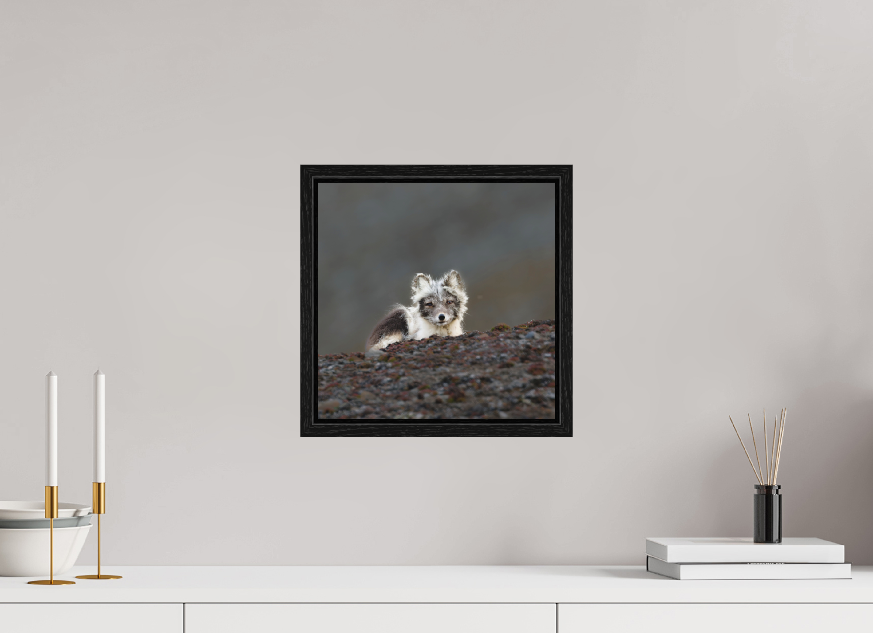 30 x 30 cm, Floater Frame Black Oak Matte Acrylic Glass Arctic Fox Scout - Floater Frame Matte