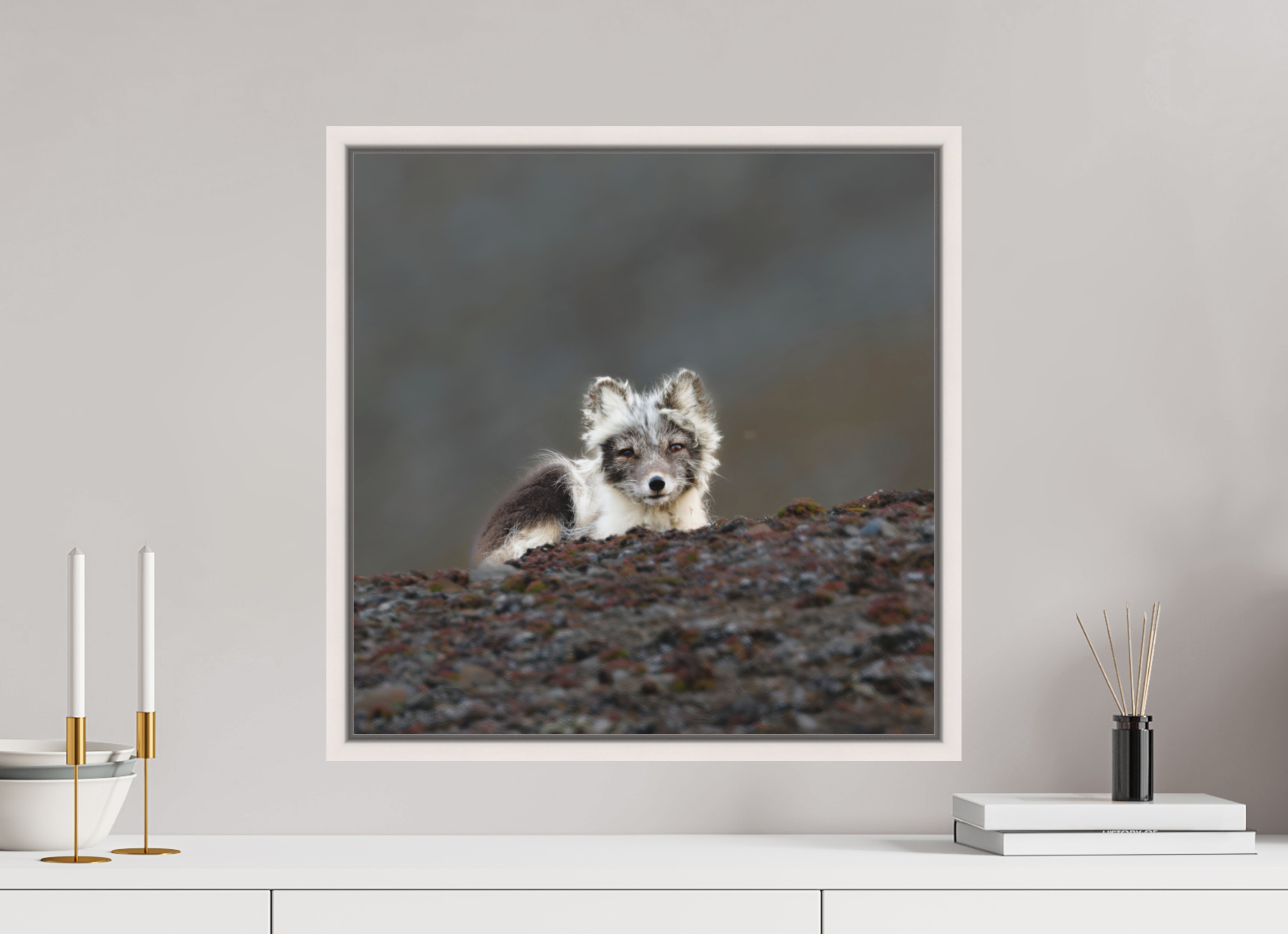 50 x 50 cm, Floater Frame Maple White Matte Acrylic Glass Arctic Fox Scout - Floater Frame Matte