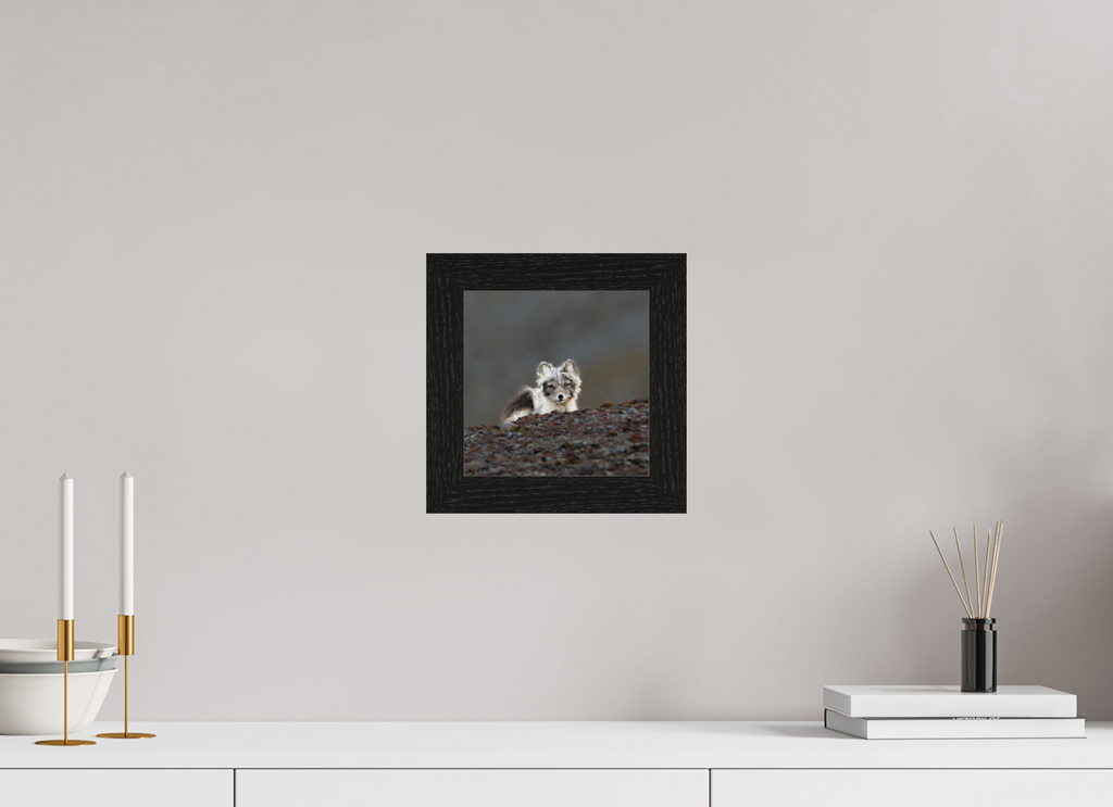20 x 20 cm, Gallery Frame Hamburg 40mm Black Oak Glossy Acrylic Glass Arctic Fox Scout- In Solid 40 mm Wood Frame Hamburg Glossy