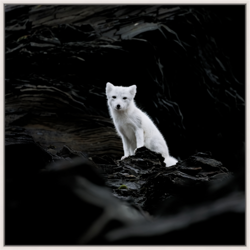 Main image Arctic Fox Angel - Floater Frame Glossy