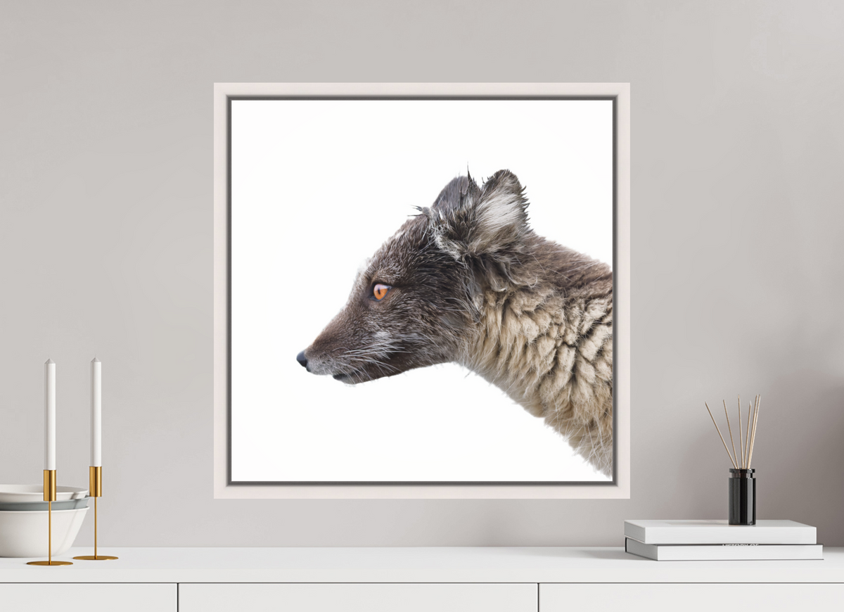 50 x 50 cm, Floater Frame Maple White Glossy Acrylic Glass Arctic Fox Brown - Floater Frame Glossy
