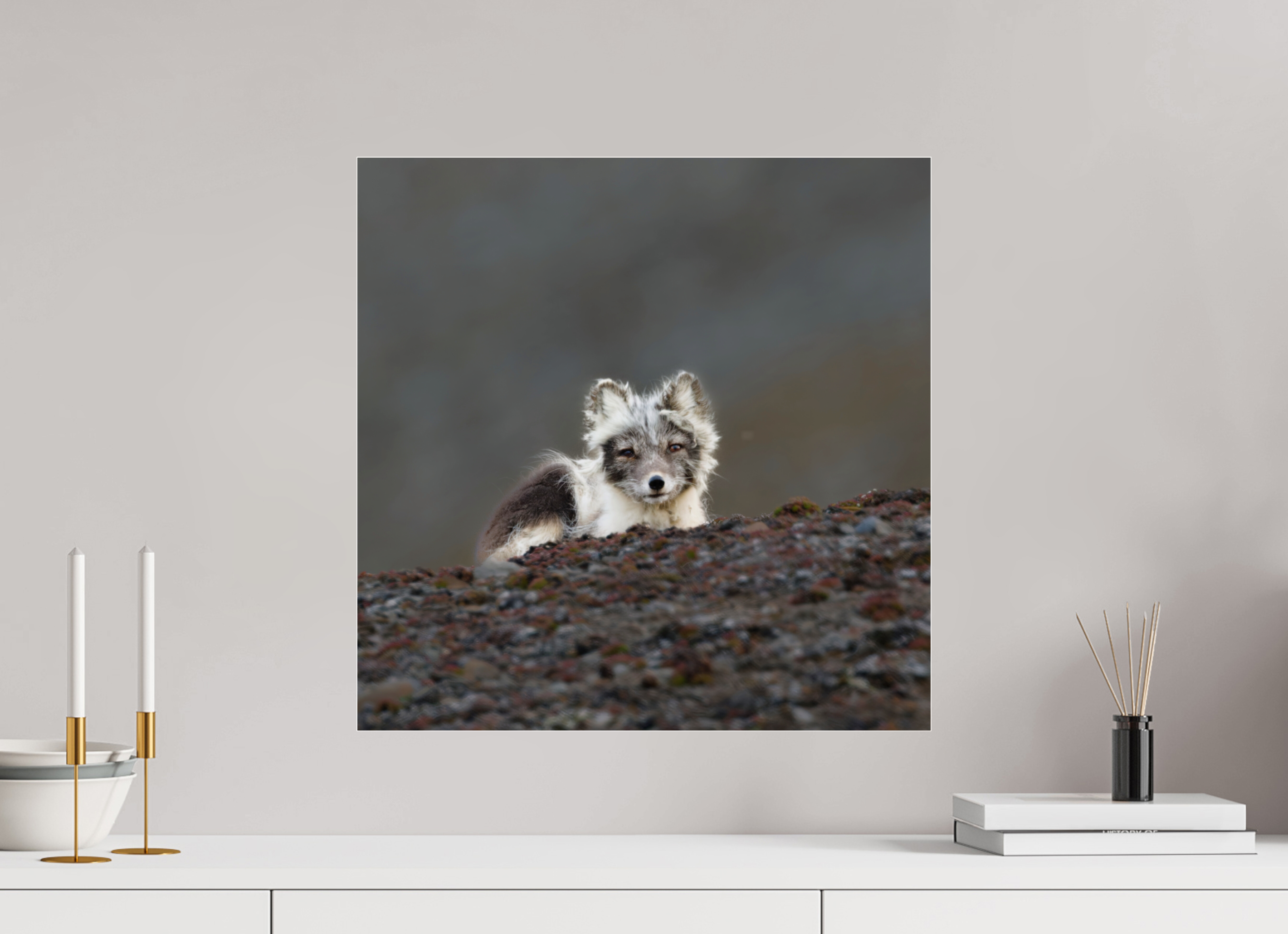 50 x 50 cm, Photo Print Under Acrylic Glass Arctic Fox Scout - Photo Print Under Acrylic Glass