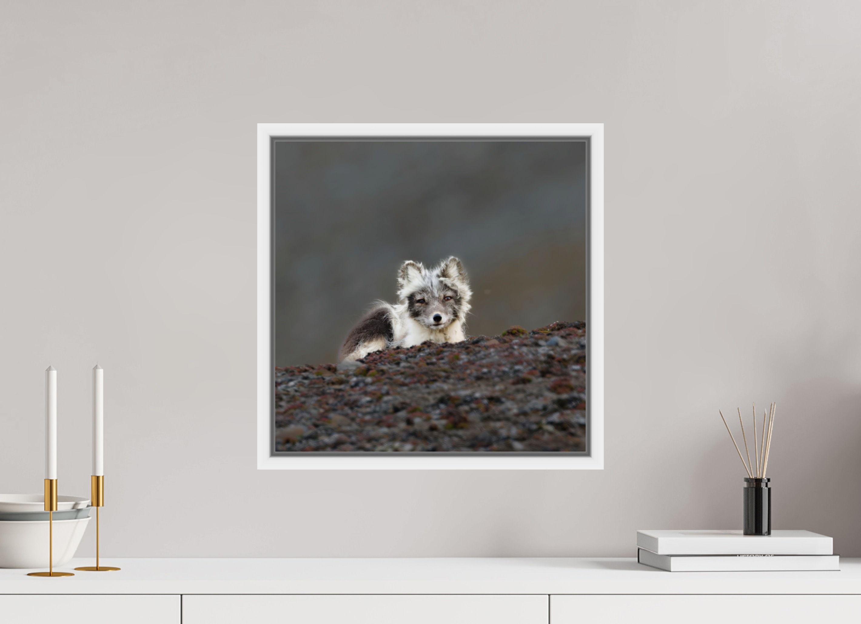 40 x 40 cm, Floater Frame White Glossy Acrylic Glass Arctic Fox Scout - Floater Frame Glossy