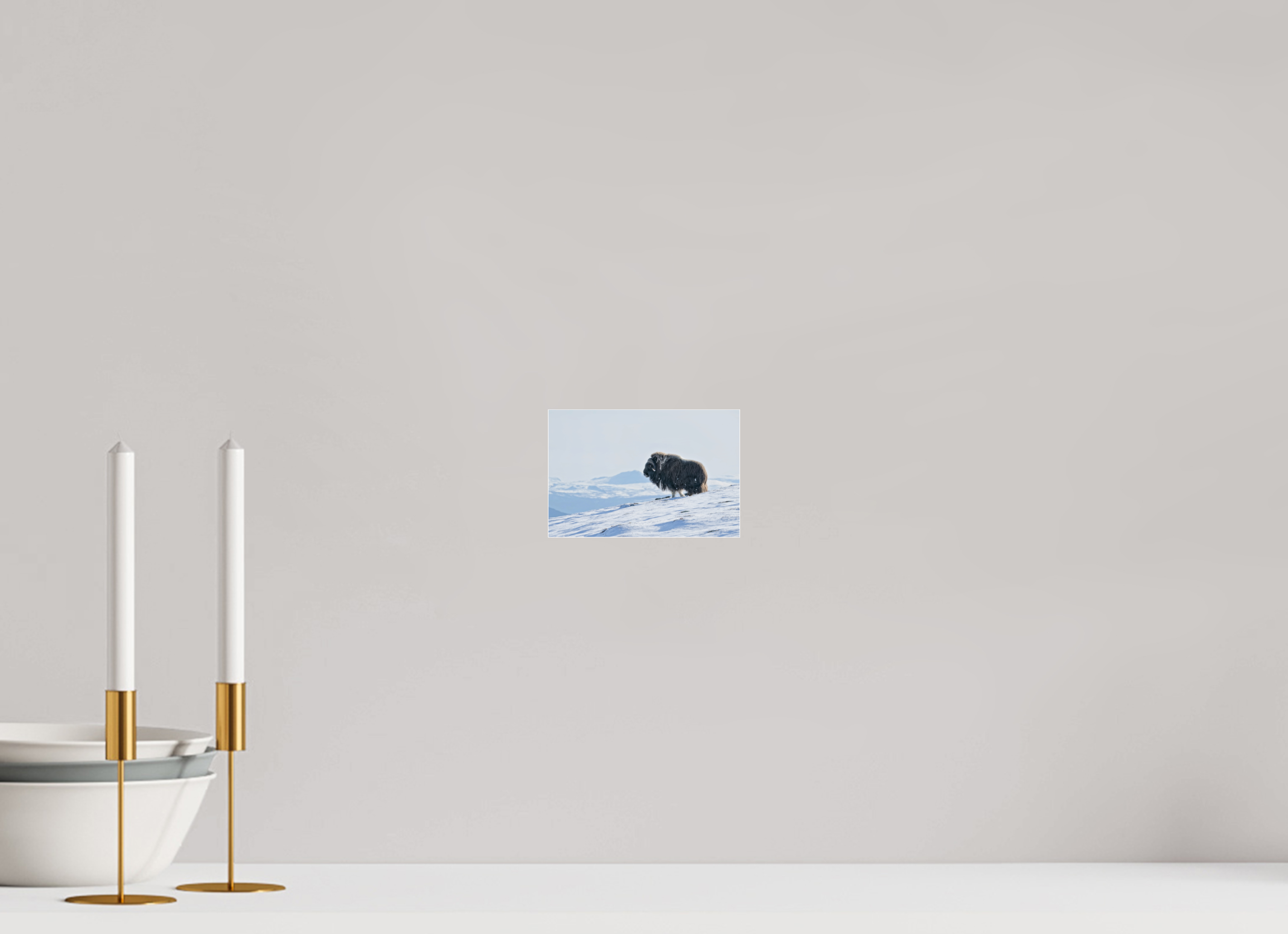 15 x 10 cm, Photo Print Under Glossy Acrylic Glass 4mm The Musk Ox Kingdom - Photo Print Under Acrylic Glass
