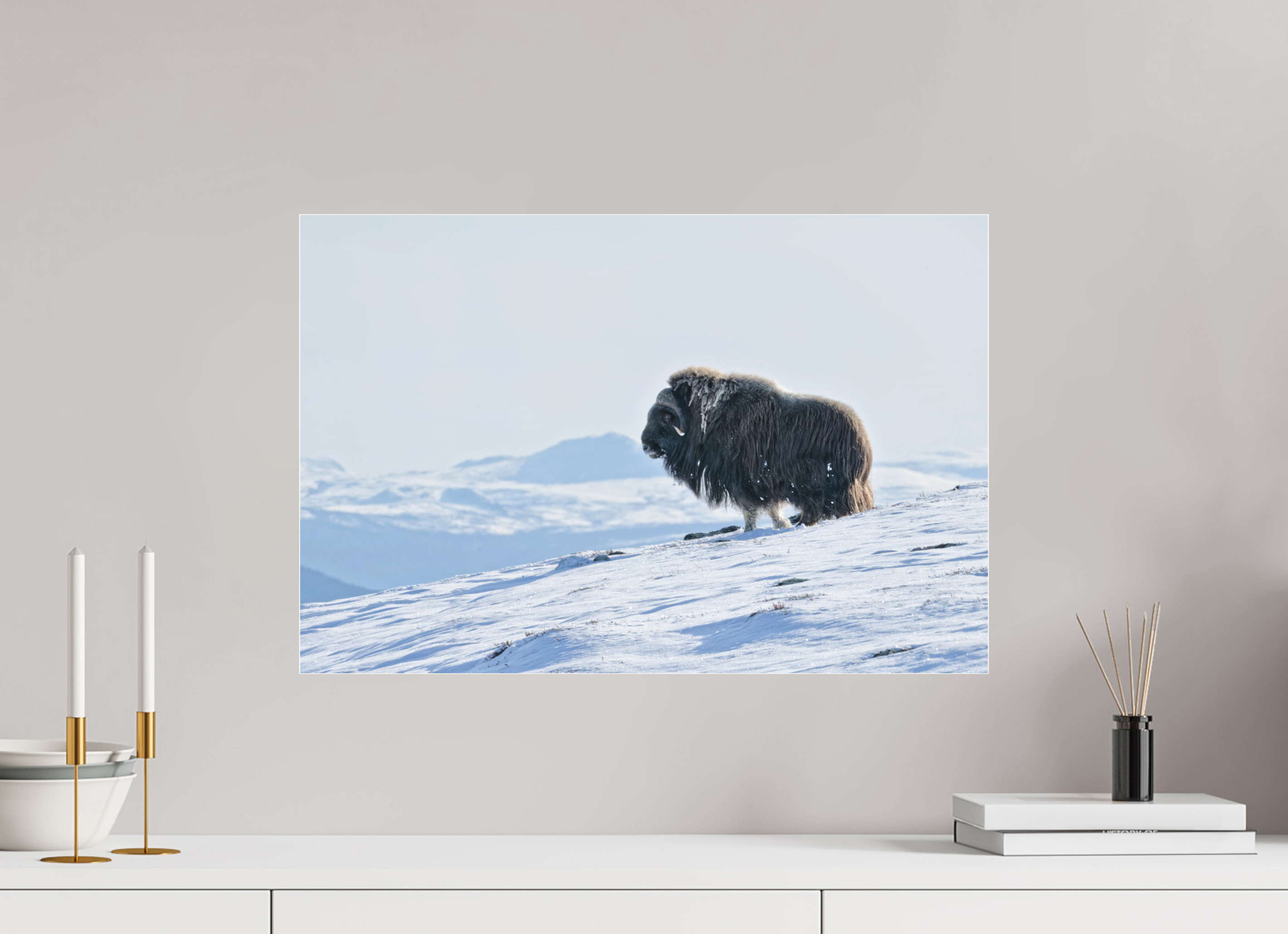 60 x 40 cm, Photo Print Under Matte Acrylic Glass 2mm The Musk Ox Kingdom - Photo Print Under Acrylic Glass