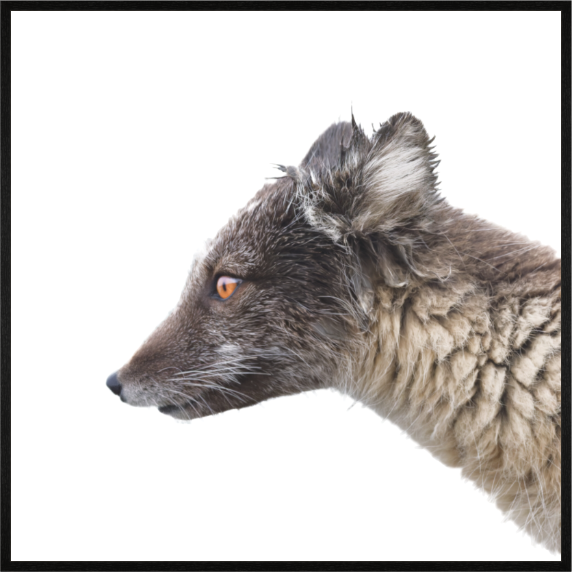 Main image Arctic Fox Brown - In Solid 20 mm Wood Frame Hamburg Matte