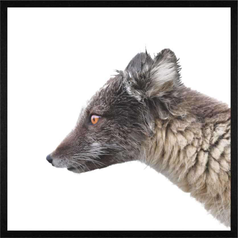 Main image Arctic Fox Brown - In Solid 40 mm Wood Frame Hamburg Matte