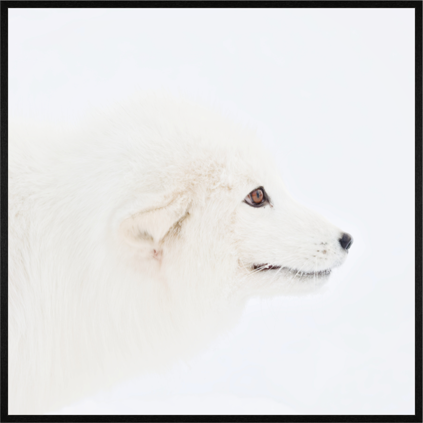 Main image Arctic Fox Head - In Gallery Frame Hamburg